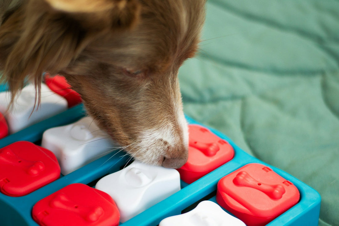 Interactive Dog Toys