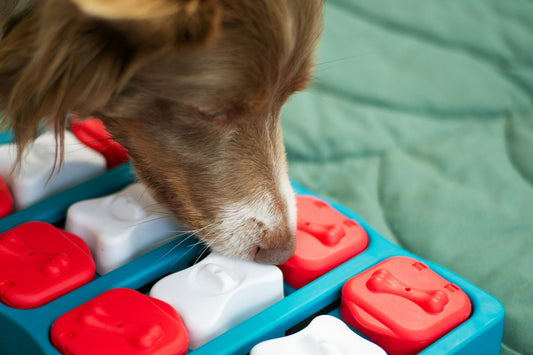 Interactive Dog Toys