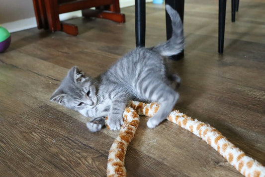 Best Cat Toys