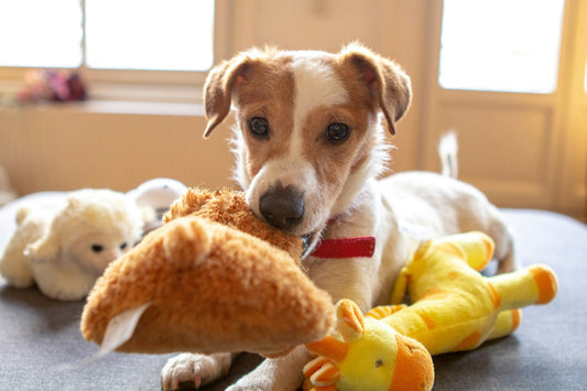  Dog Toys for Aggressive Chewers: