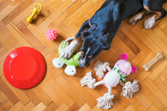 Pet Toys for Small Dogs