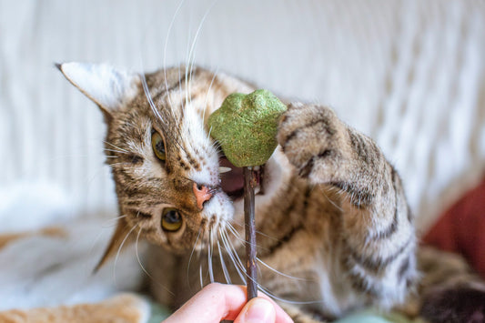 Toys for Bored Cats