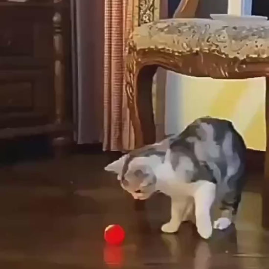 Kitten Toy – Automatic Bouncing Interactive Ball USB Rechargeable