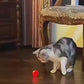Kitten Toy – Automatic Bouncing Interactive Ball USB Rechargeable