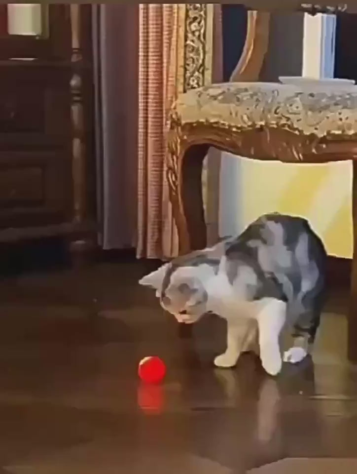 Kitten Toy – Automatic Bouncing Interactive Ball USB Rechargeable