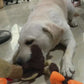 Soft Plush Donkey Dog Toy for Safe and Fun Playtime