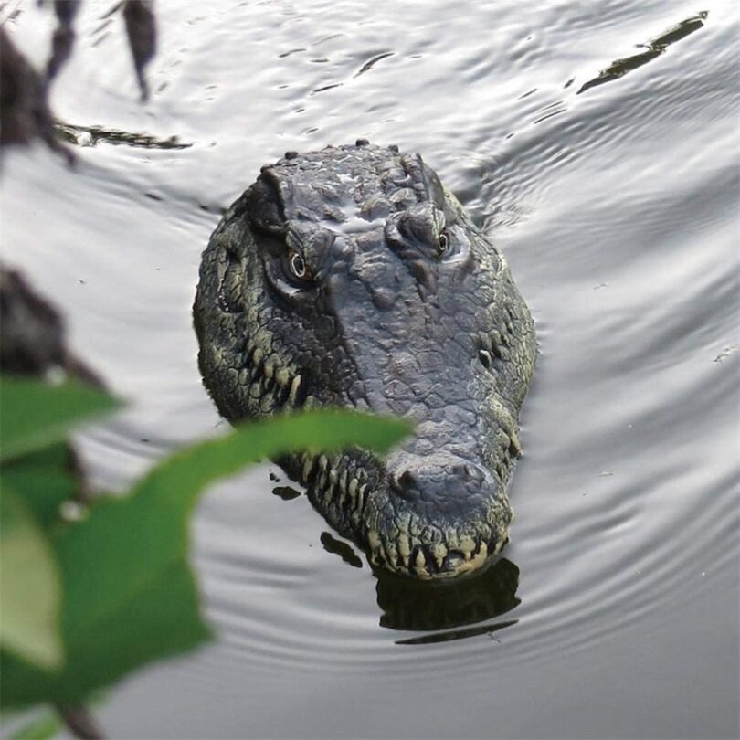 Realistic RC Alligator Toy - Perfect for Thrills & Fun